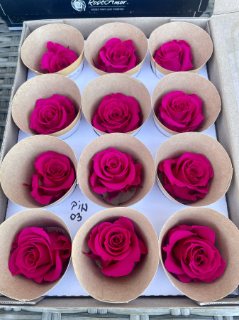 TRANDAFIRI CRIOGENATI-ROSEAMOR - PIN-03, Marime M
