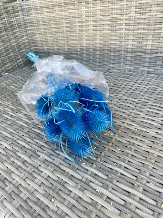 Cardi Palustri - Cardi palustri vopsit albastru