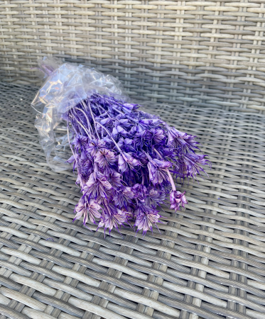 Nigella - Nigella vopsita mov mediu