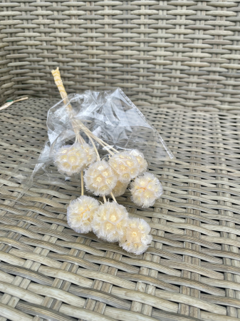 Scabiosa stelata - Scabiosa ivoire-crem