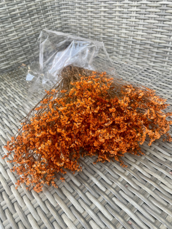 Limonium - Limonium Sinensis Portocaliu