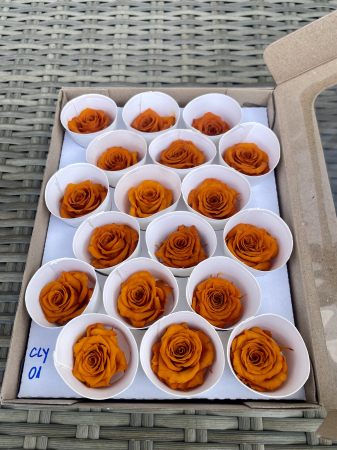 TRANDAFIRI CRIOGENATI-ROSEAMOR - CLY-01, Marime XS