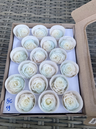 TRANDAFIRI CRIOGENATI-ROSEAMOR - BIC-59, Marime XS