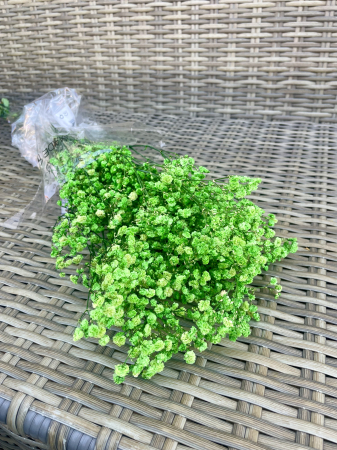 Gypsophila - Gypsophila verde