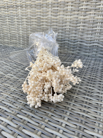 Flori si plante uscate - Lonas crem