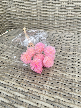 Scabiosa stelata - Scabiosa roz