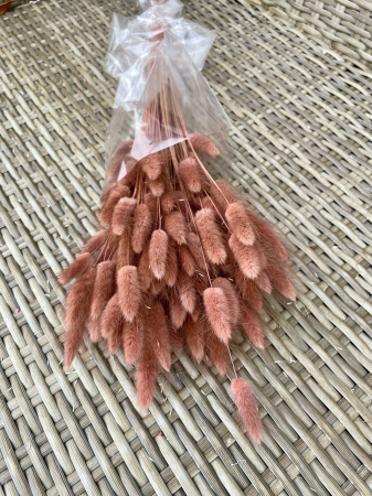 FLORI SI PLANTE USCATE - Lagurus mocha mousse