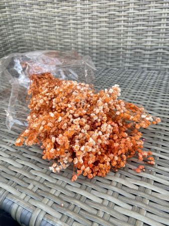 Gypsophila - Gypsophila peach