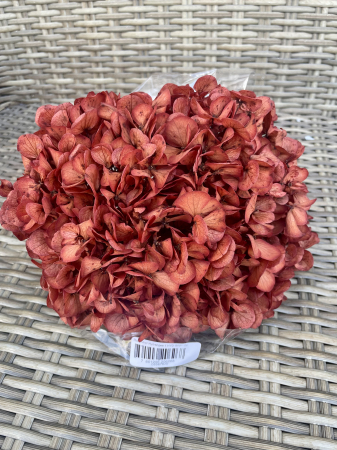 HORTENSIE CRIOGENATA&STABILIZATA - Hortensie GRP-02