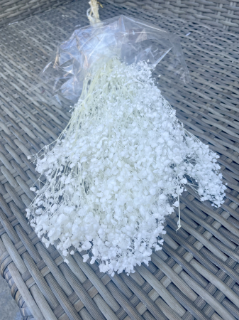 Gypsophila - GYPSHOPHILA ALBA EXTRA