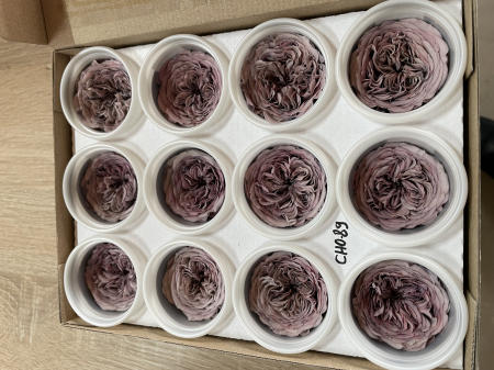 AMELIA- Mini trandafiri de gradina - MINI AL CHO-89