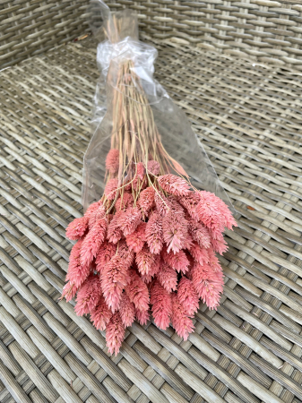 FLORI SI PLANTE USCATE - Phalaris roz antichizat