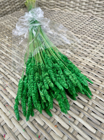 Paleone - Paleone verde bandiera