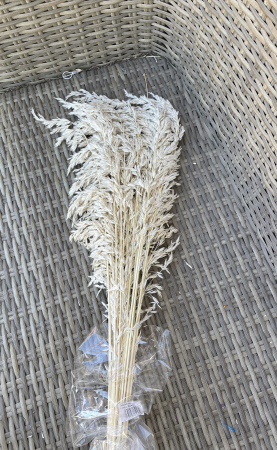 Pampas - Pampas Amplodesma ivoire