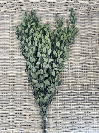 Verdeata Criogenata&Stabilizata - Eucalipt parvifolia verde