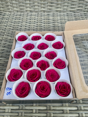 TRANDAFIRI CRIOGENATI-ROSEAMOR - PIN-05, Marime XS