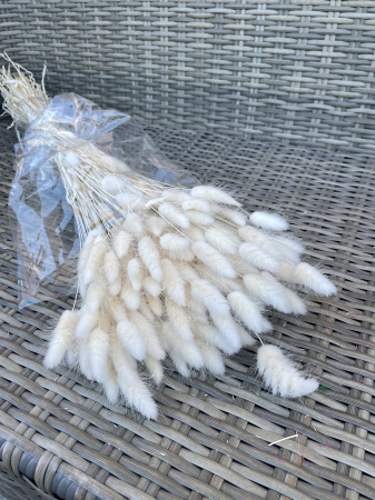 FLORI SI PLANTE USCATE - Lagurus Alb-Ivoire
