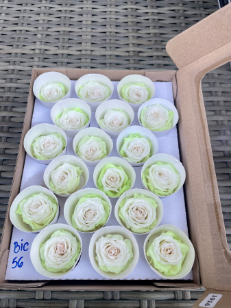 Dimensiune XS - BIC-56, marime XS