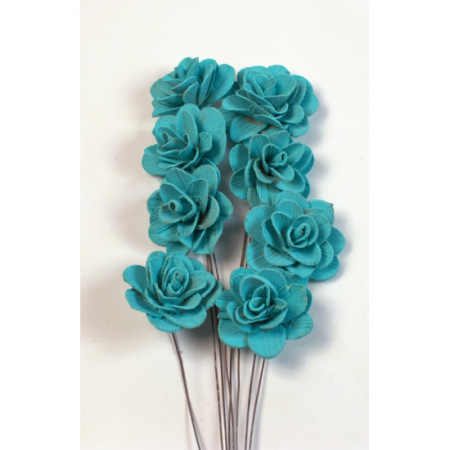 Akacia - Akacia aqua 6cm