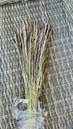 Pampas - Piumette Cristina natur