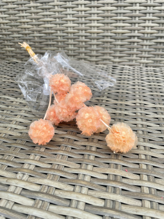 Scabiosa stelata - Scabiosa Peach