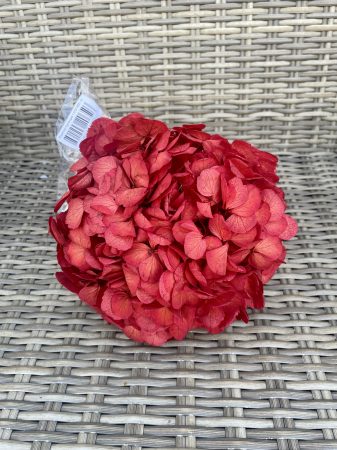 HORTENSIE CRIOGENATA&STABILIZATA - Hortensie RED-04
