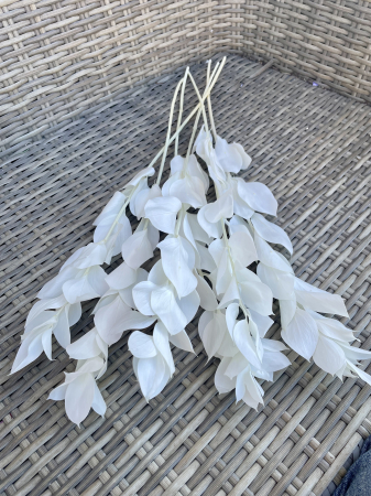 Ruscus - Ruscus Alb criogenat