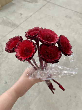 Flori si plante uscate - MINI PROTEA rosie