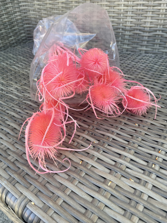 Cardi Palustri - Cardi palustri vopsit roz