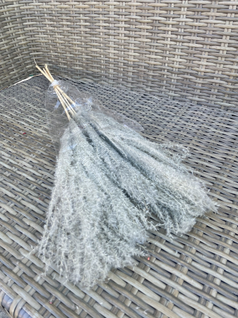 Mischantus - Mischantus Gri, 5 fire