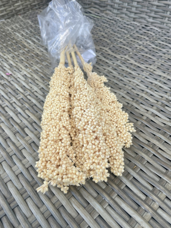 Sorgo - Sorgo Crem