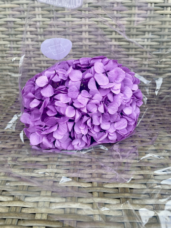 HORTENSIE CRIOGENATA&STABILIZATA - Hortensie  Lilac