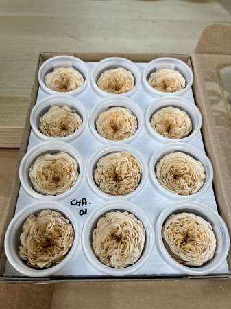 MINI TRANDAFIRI DE GRADINA - MINI AL CHA-01