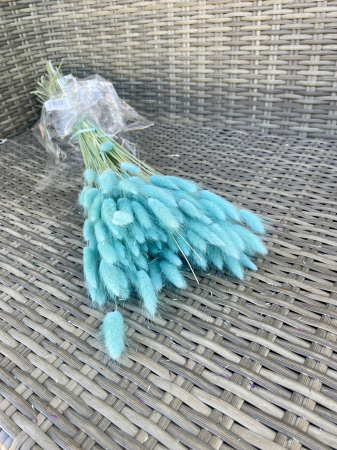 Lagurus - Lagurus albastru chiaro