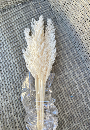 Pampas - Pampas Mare Ivoire