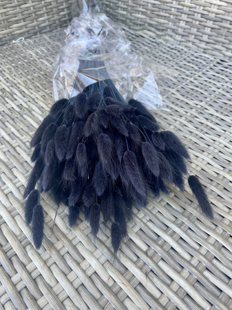 Lagurus - Lagurus negru