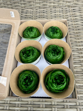 TRANDAFIRI CRIOGENATI-ROSEAMOR - Bujori NK GRE-02