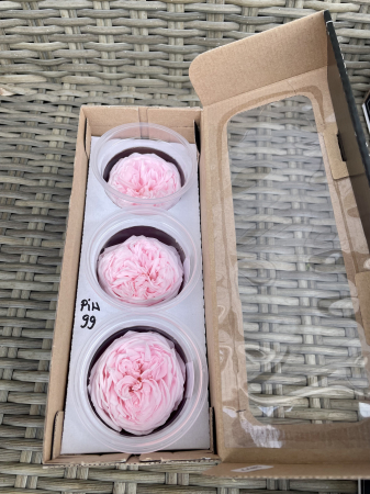 TRANDAFIRI DE GRADINA - TRANDAFIR KAB PIN-99