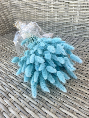 FLORI SI PLANTE USCATE - Lagurus bleu