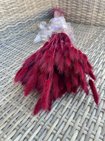 Lagurus - Lagurus grena