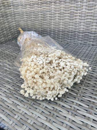 Gypsophila - Gypsophila crem