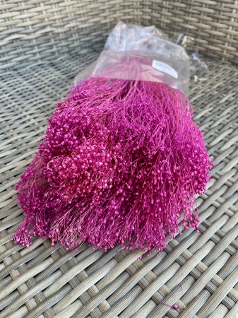 Broom Bloom - Broom  bloom Erika