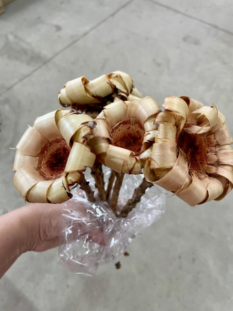 Flori si plante uscate - Protea tip margareta