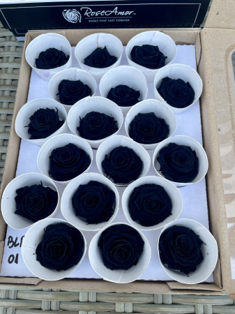 Dimensiune XS - BLA-01, Marime XS