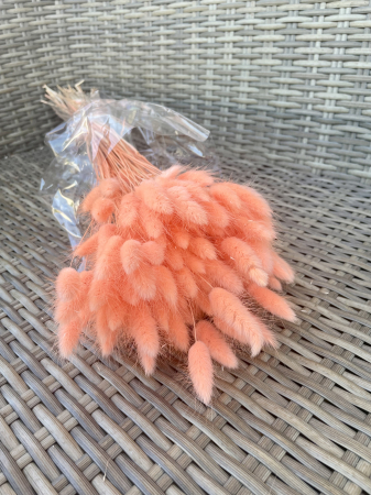 Lagurus - Lagurus salmone