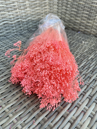 Broom Bloom - Broom bloom Rosa