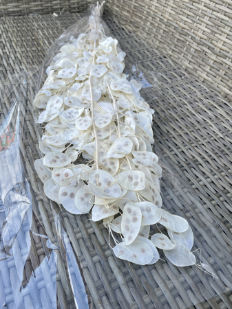 Lunaria - Lunaria Alba