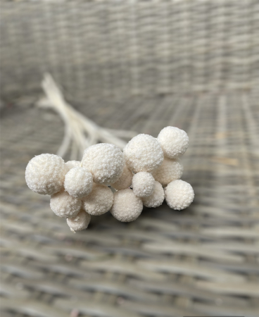 FLORI SI PLANTE USCATE - Craspedia albita