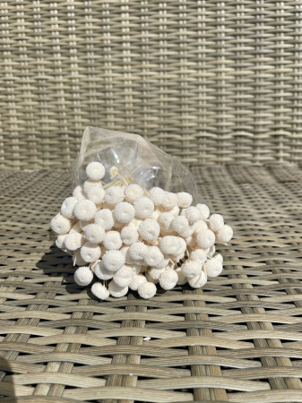 FLORI SI PLANTE USCATE - Botao extra albit