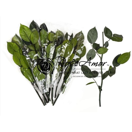 Tija trandafiri criogenata, 30 cm [1]